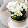 Witte orchideeën in rieten schaal